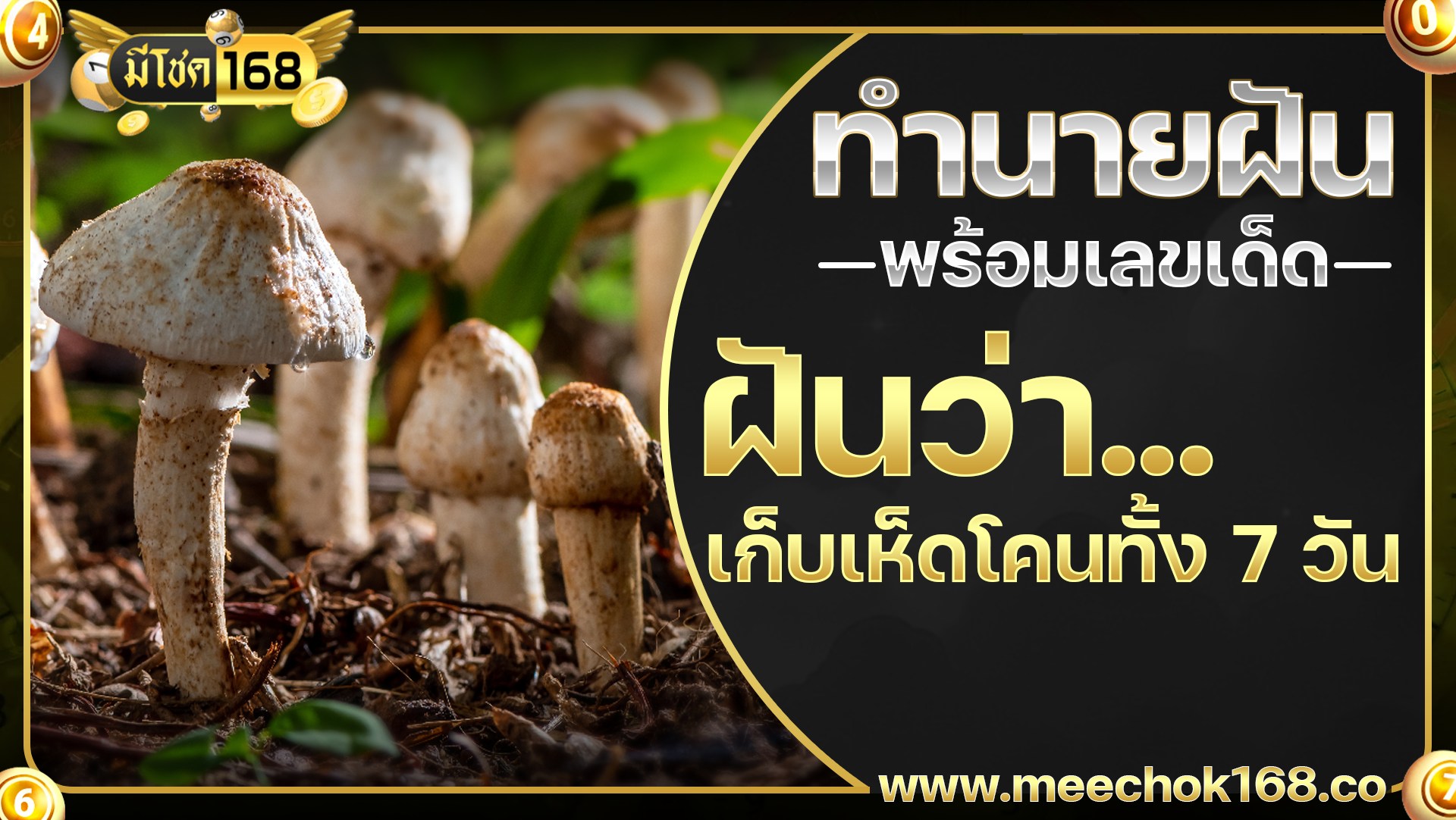 ฝันว่าเก็บเห็ดโคนทั้ง 7 วัน