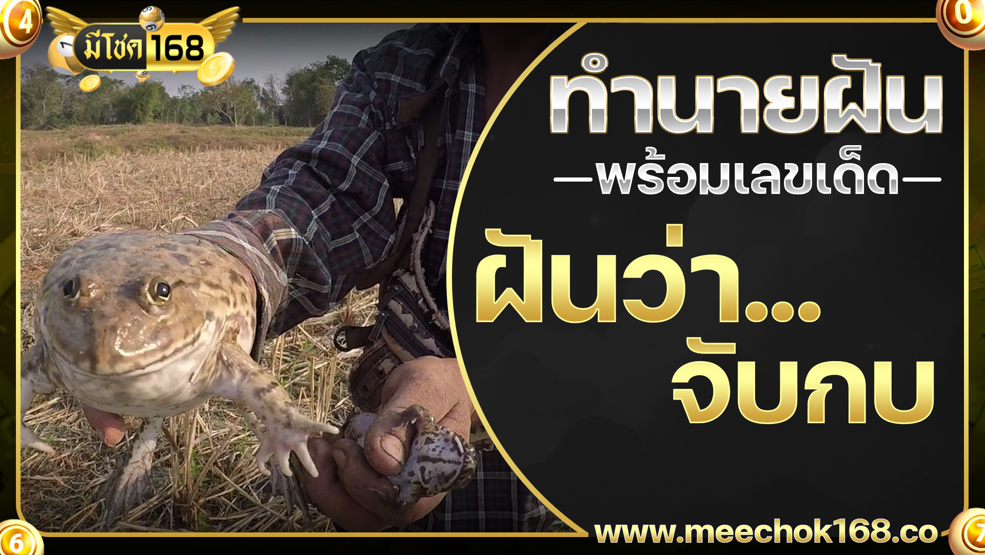 ฝันว่าจับกบ